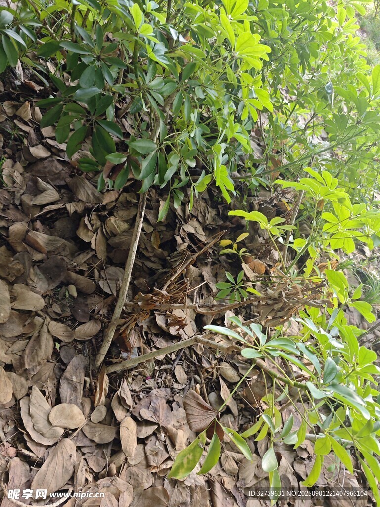 林间绿植与落叶景象