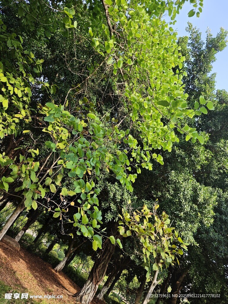 夏日葱郁树林景观