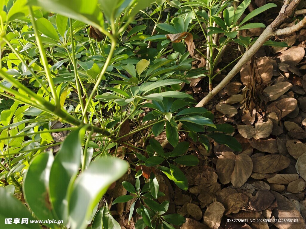 绿叶繁茂的植物景观