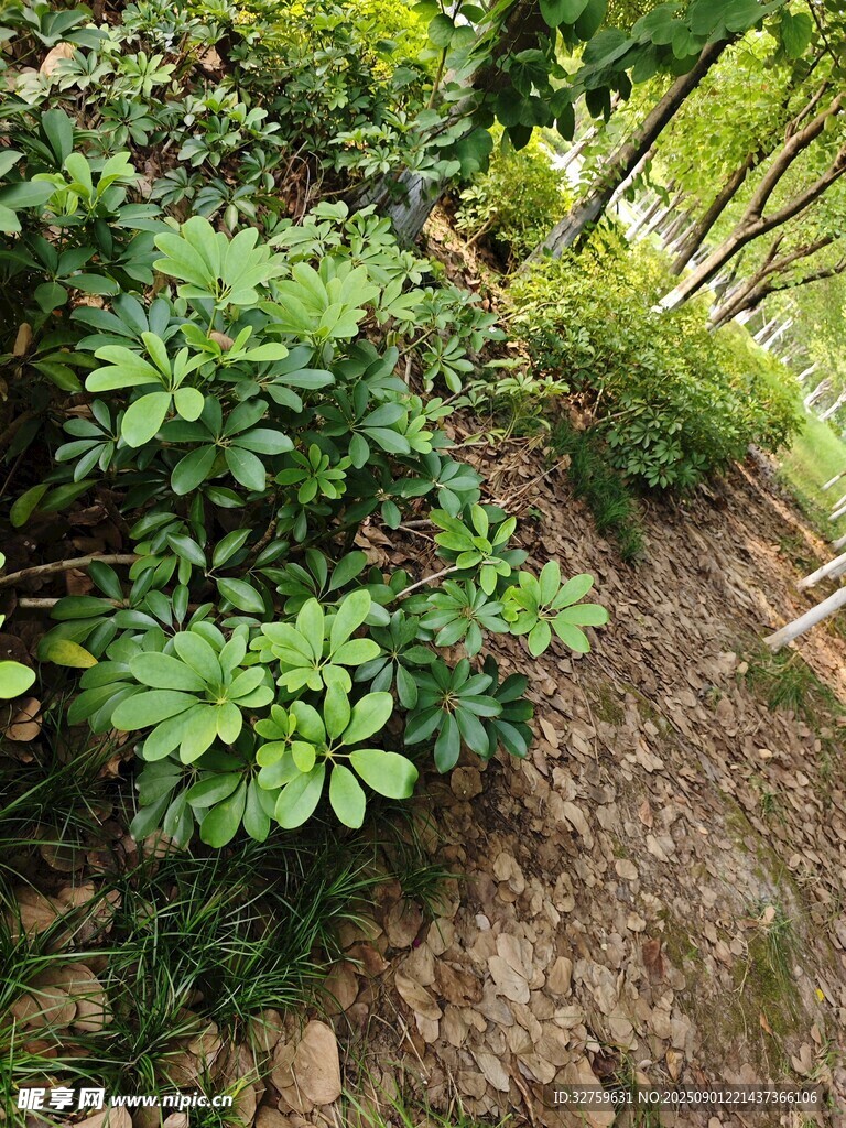 山坡绿植景观
