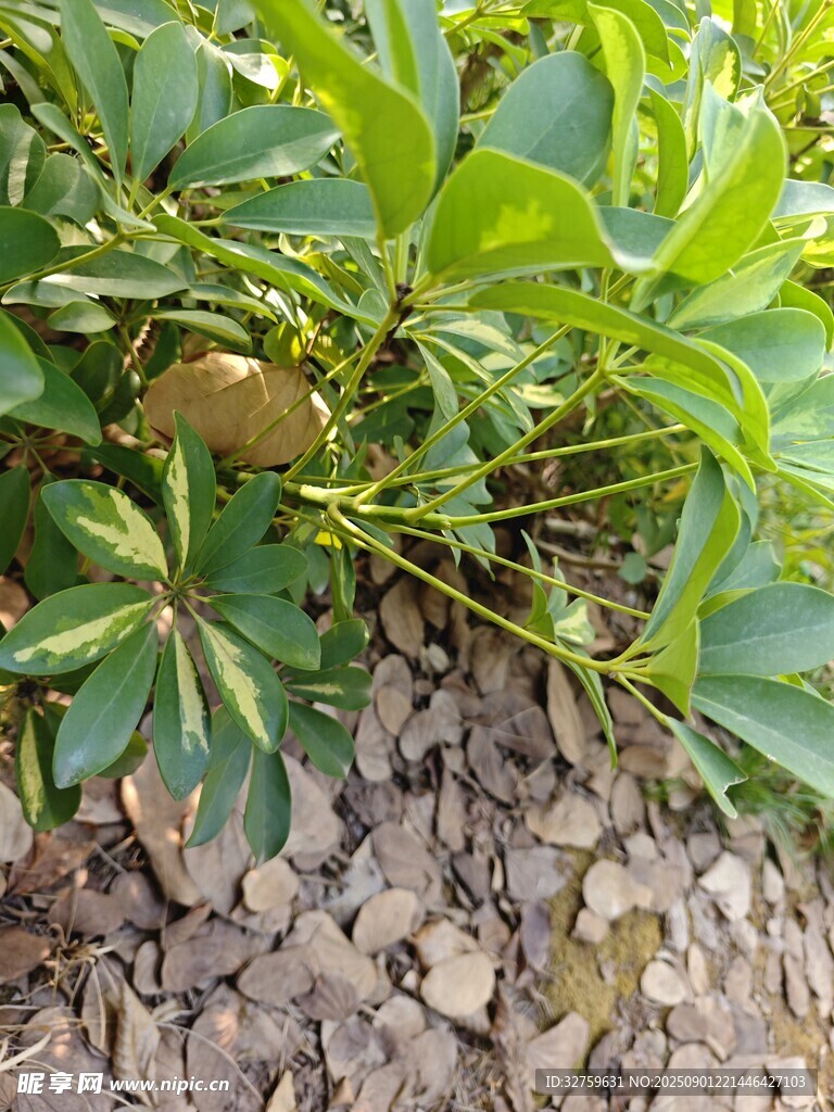 绿叶间的独特植物景观