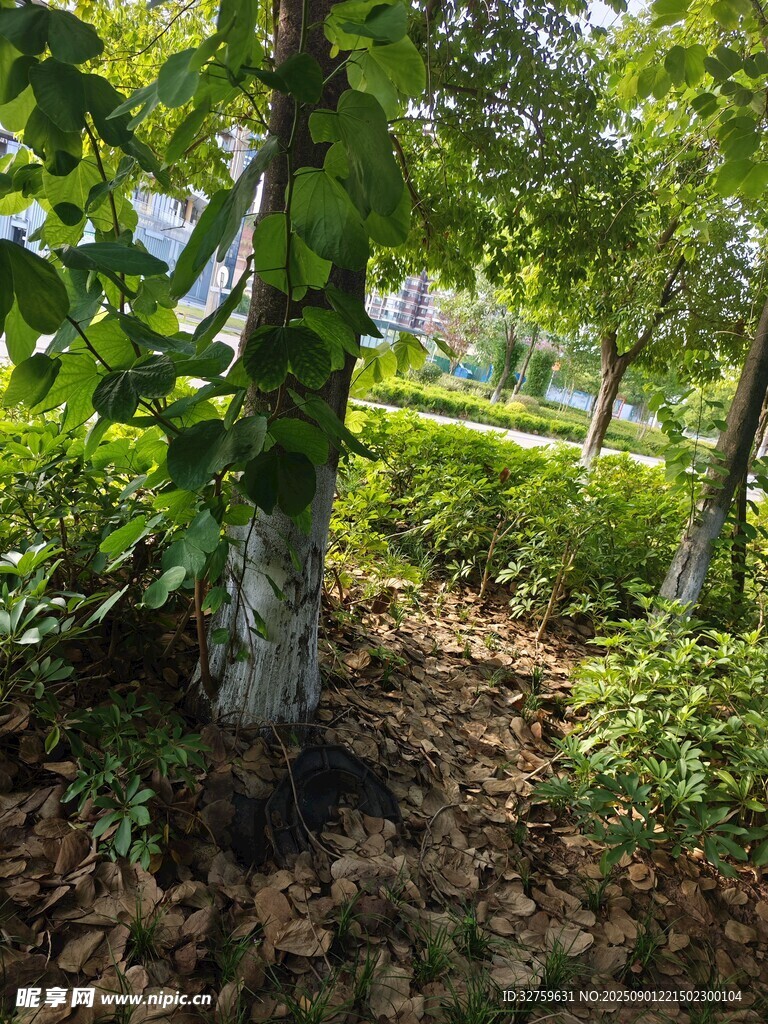 林间树木与繁茂绿植景观
