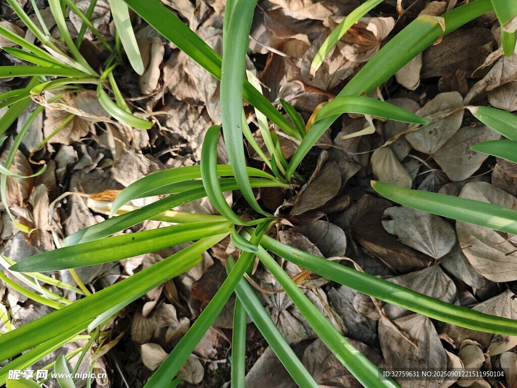 地面生长的绿色草本植物
