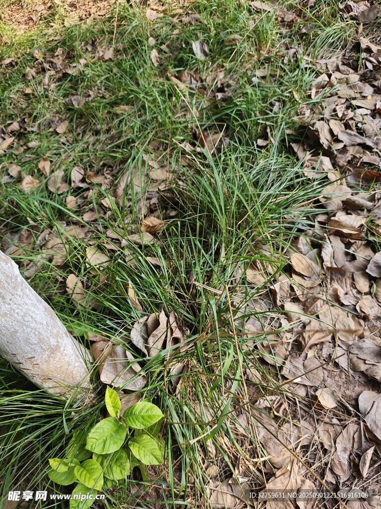 手旁嫩绿小草与枯叶