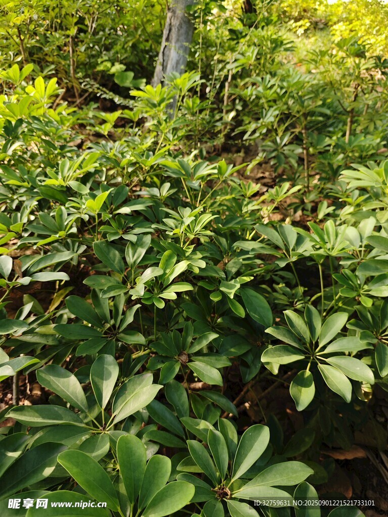 绿叶繁茂的野生植物景观