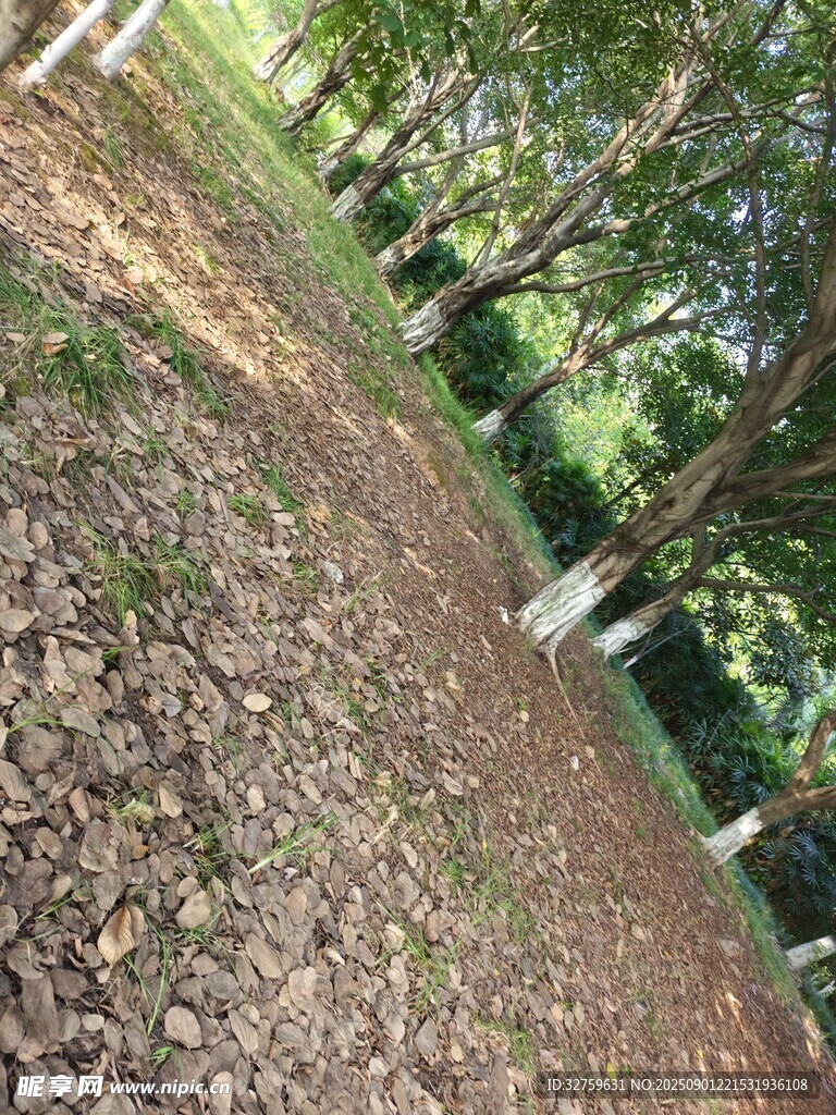 林间泥土地