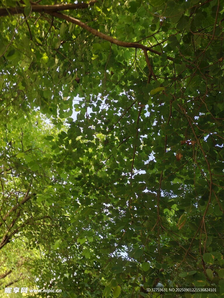 仰视茂密绿荫树冠