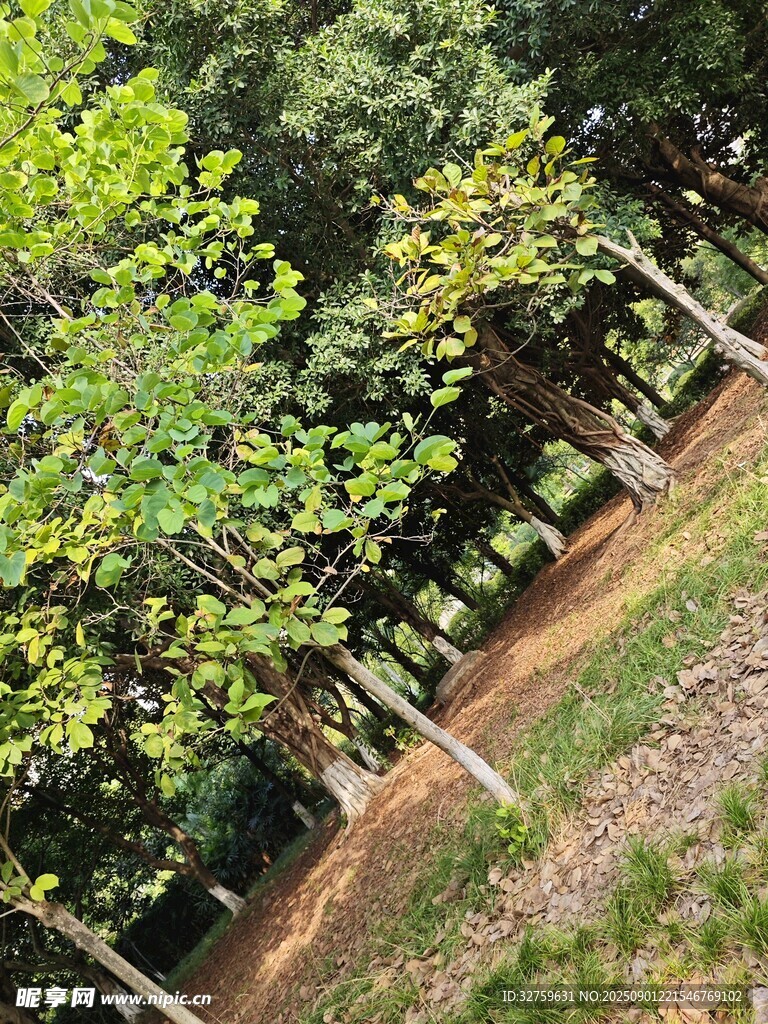 林间小径