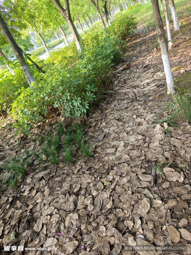 干裂土地旁的绿植景观