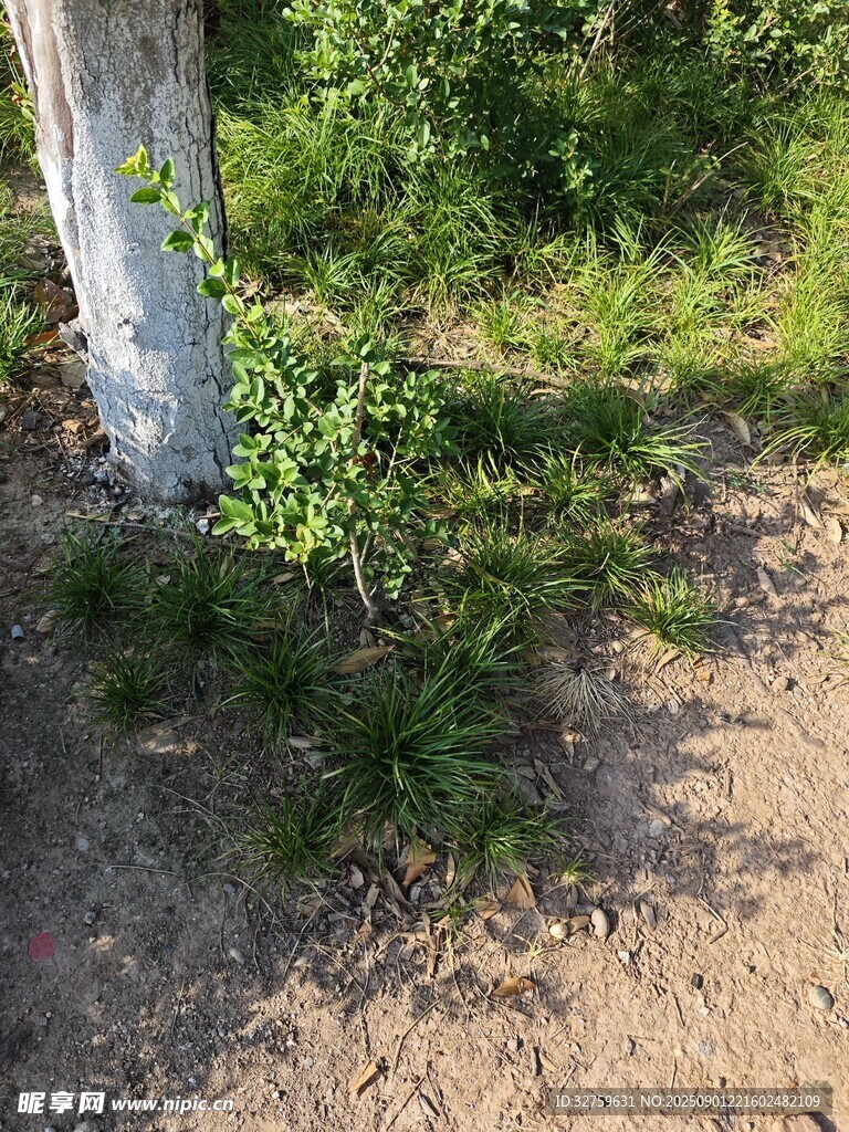 树下绿植景象