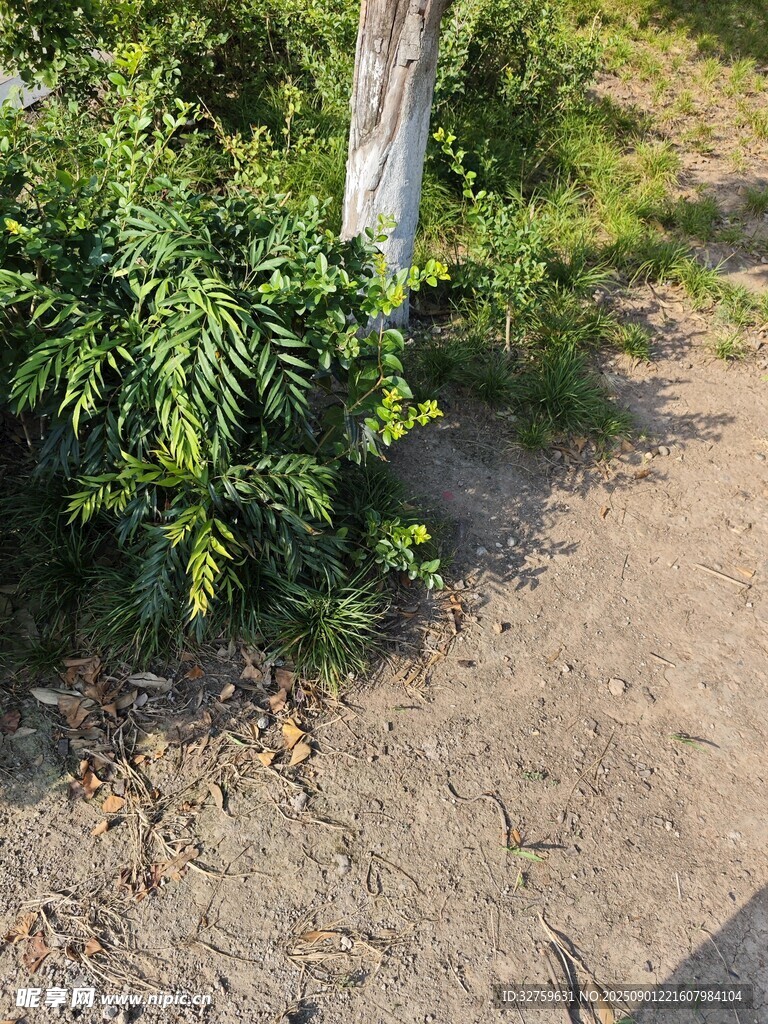 路边绿植与开裂地面