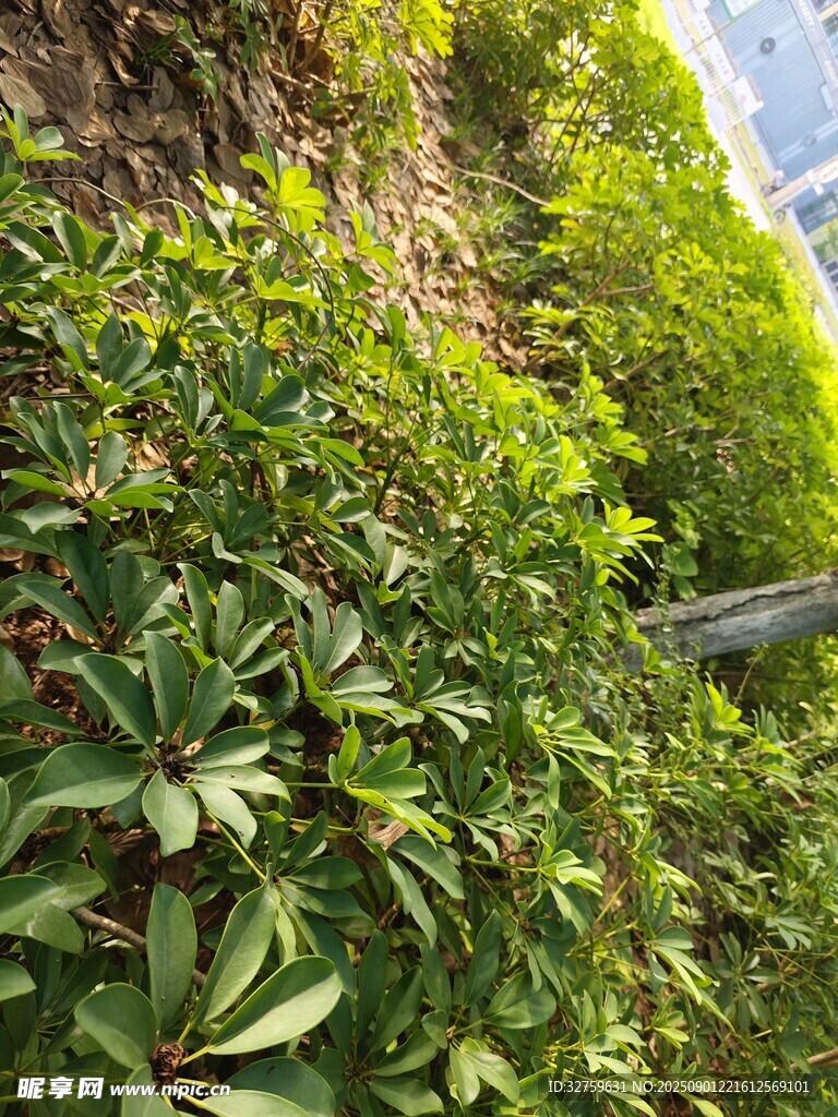 山坡绿植景观