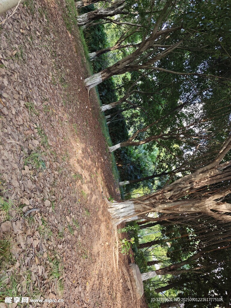 静谧自然之景