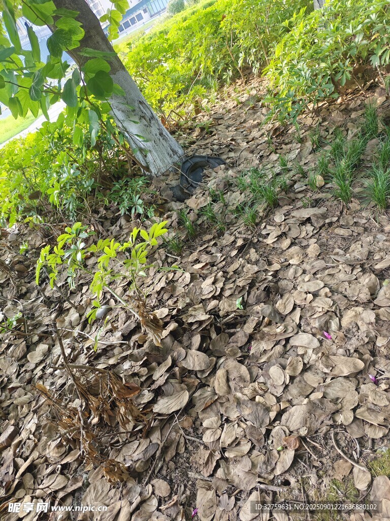 地面上的枯叶与绿色植物