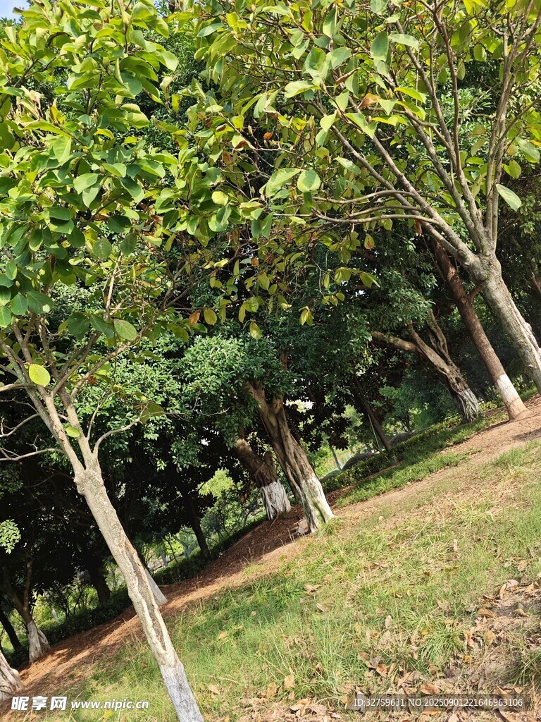 绿树成荫的户外景致