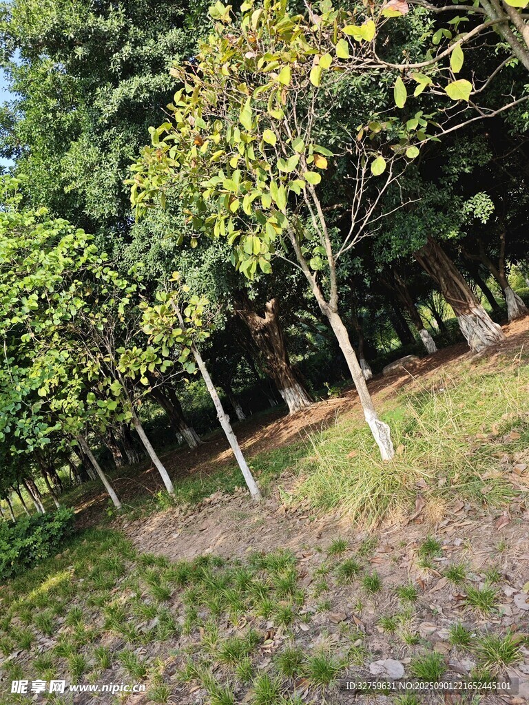 林间树木景致