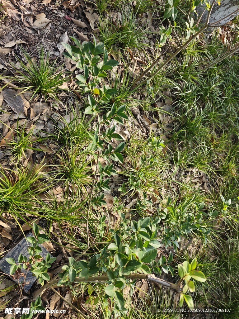 地面上的多样绿色植物