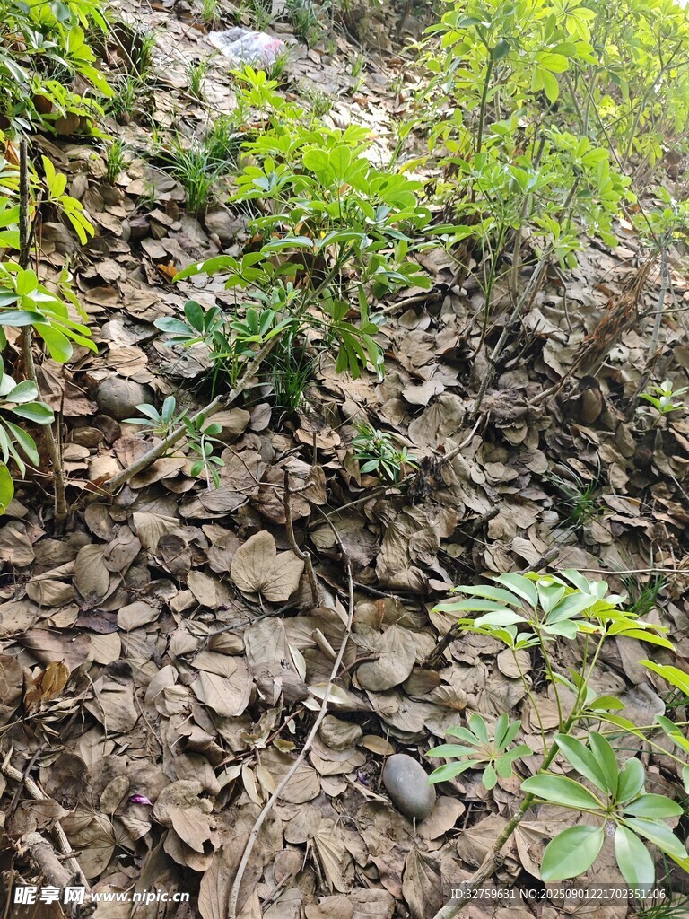 山间植被覆盖的湿润土地