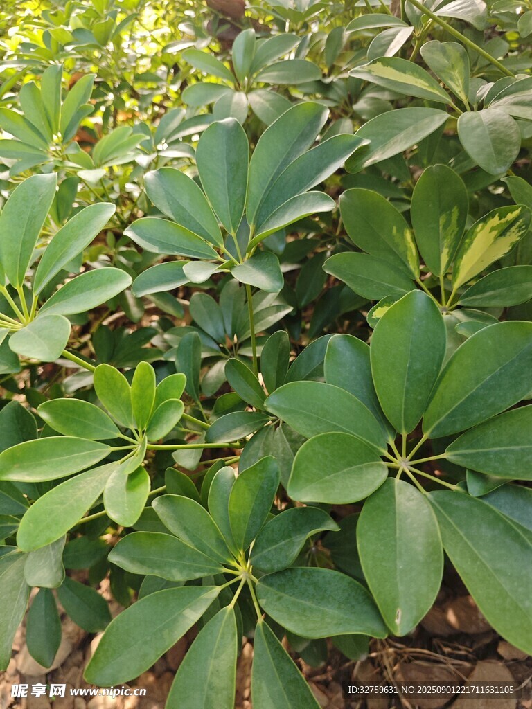 翠绿鹅掌柴植物特写