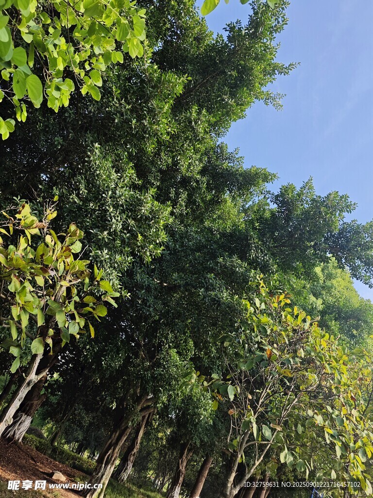 夏日葱郁树林景观