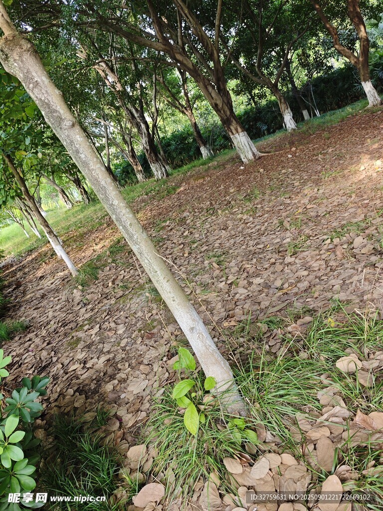 树木与泥土景观