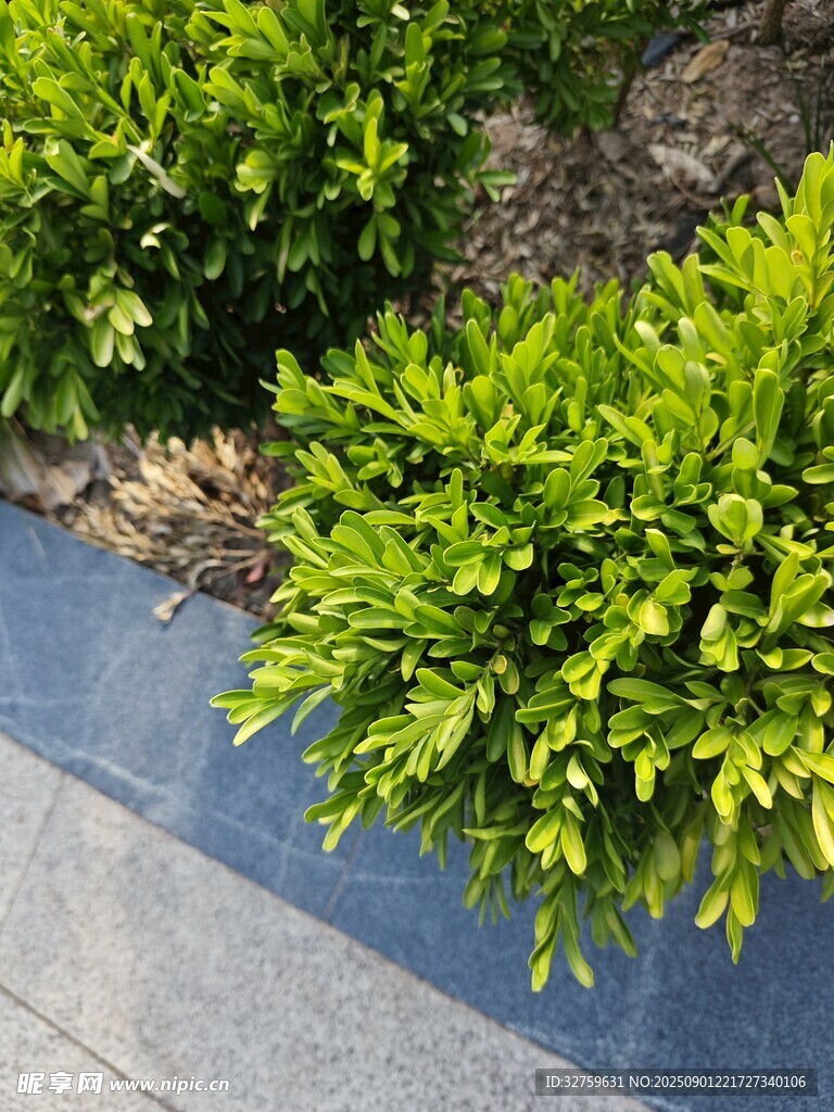 路边翠绿繁茂的植物