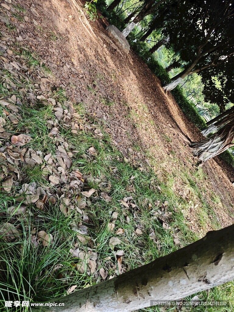 林间小径