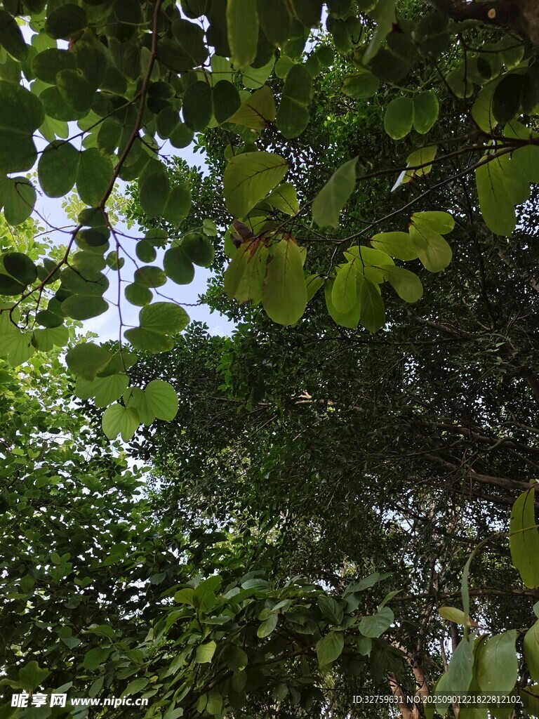 仰视繁茂绿树景观