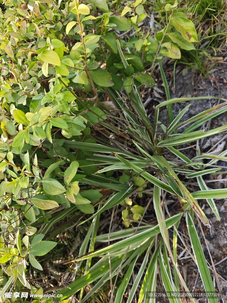 绿叶黄花的植物景观