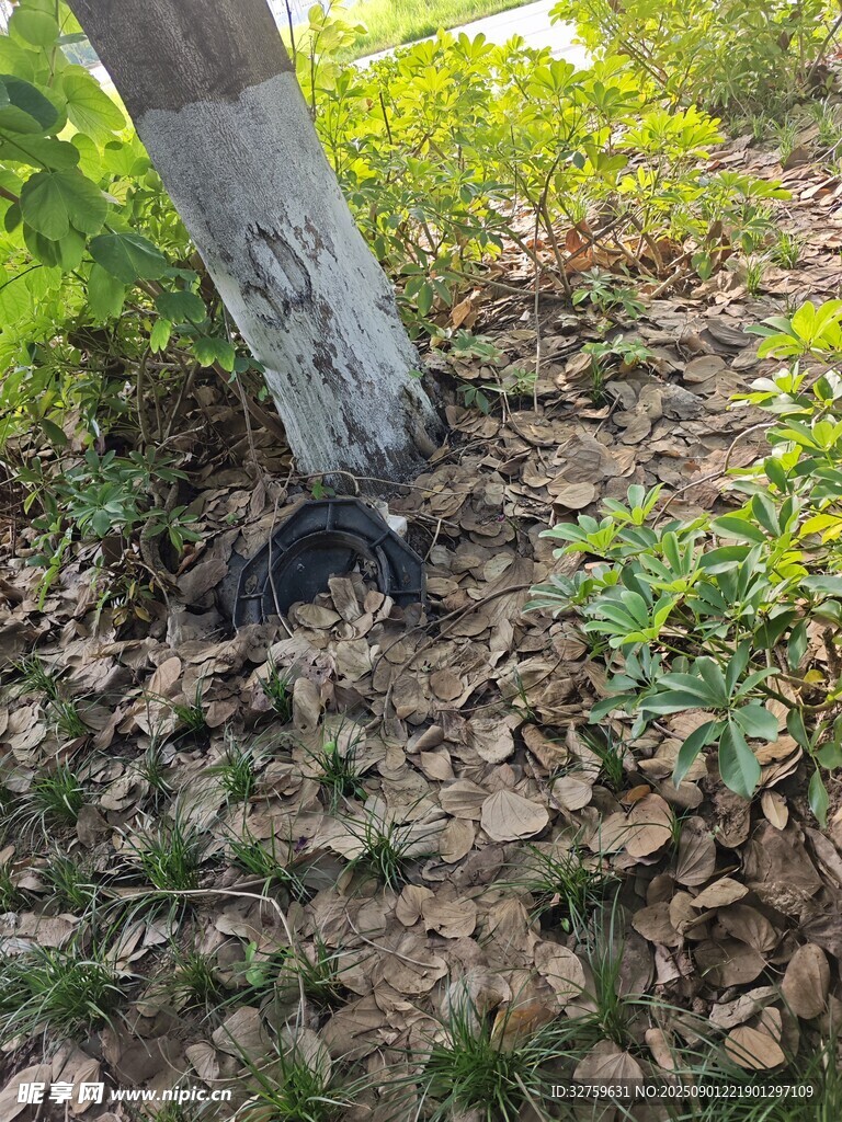 树干根部的黑色神秘物体