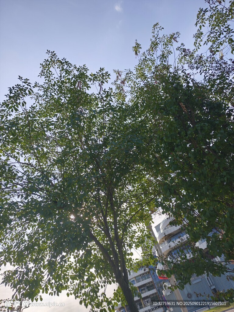 阳光下的绿树与建筑
