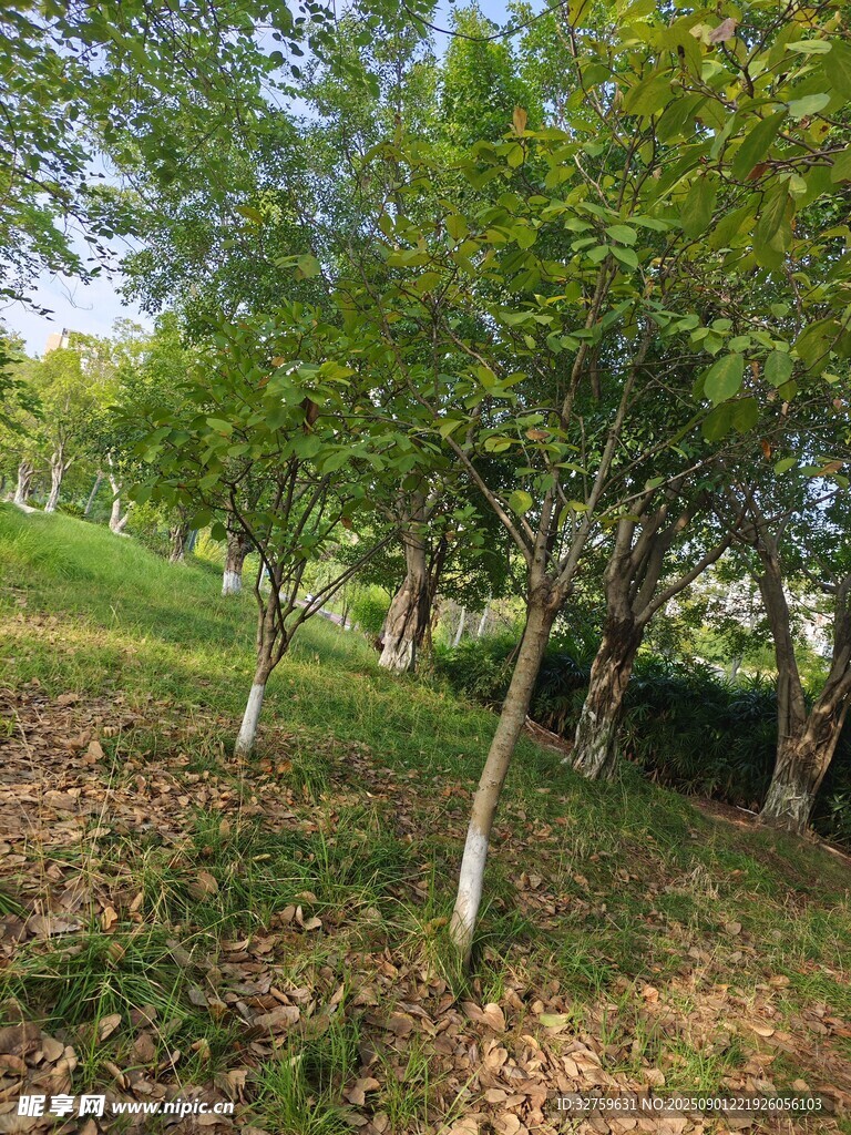 秋日林间风景