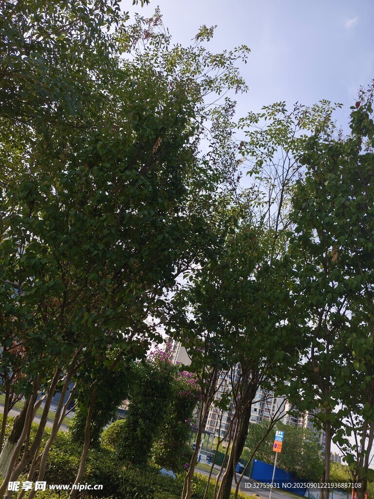 绿树成荫的户外景致