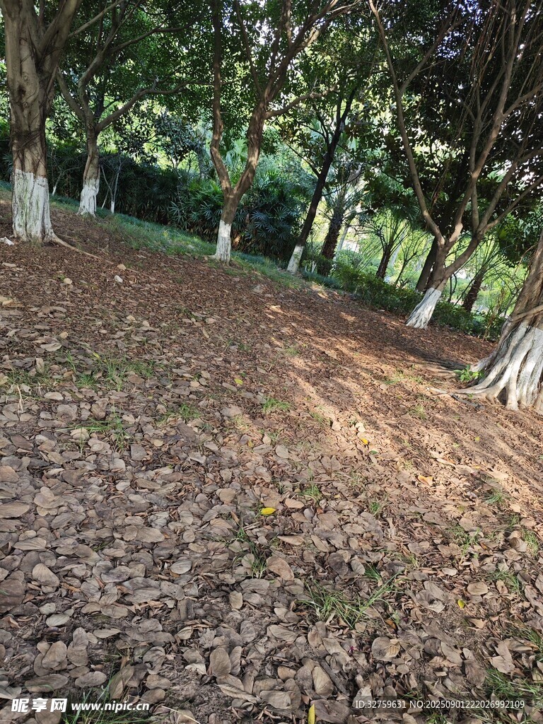 林间落叶铺就的静谧小径