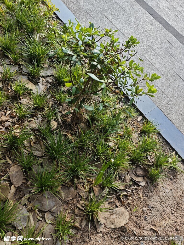 墙边绿植