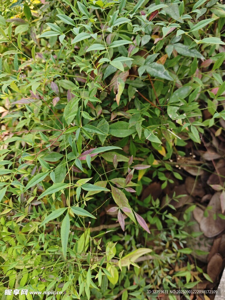 绿叶繁茂的植物景观