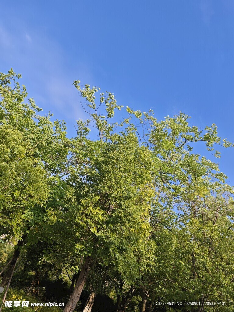 蓝天绿树风景美