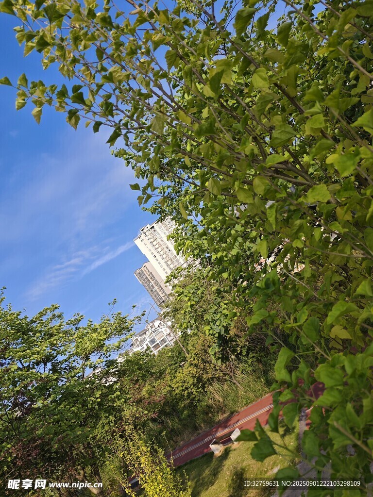 绿树蓝天间的自然景致
