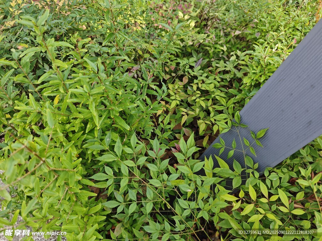 绿植中露出的灰色物体