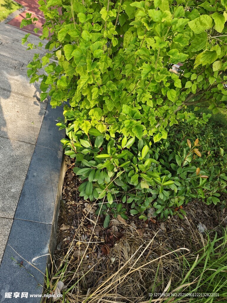 翠绿灌木与地面景观一角