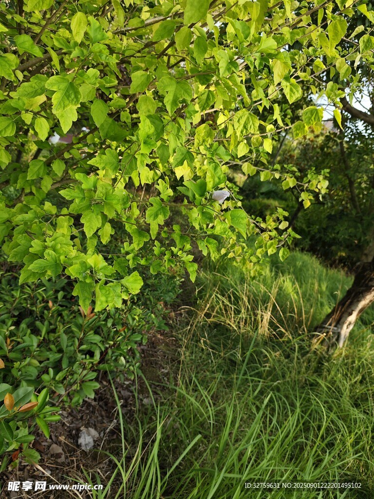 春日绿意盎然的林间景致