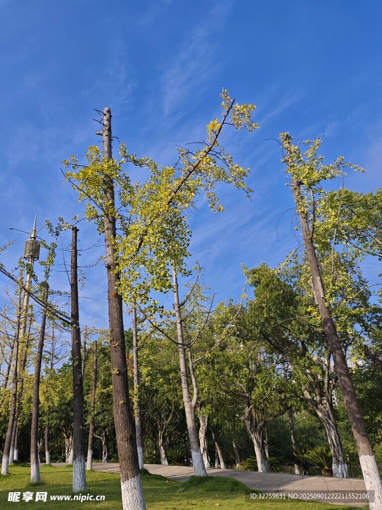 秋日林荫道 