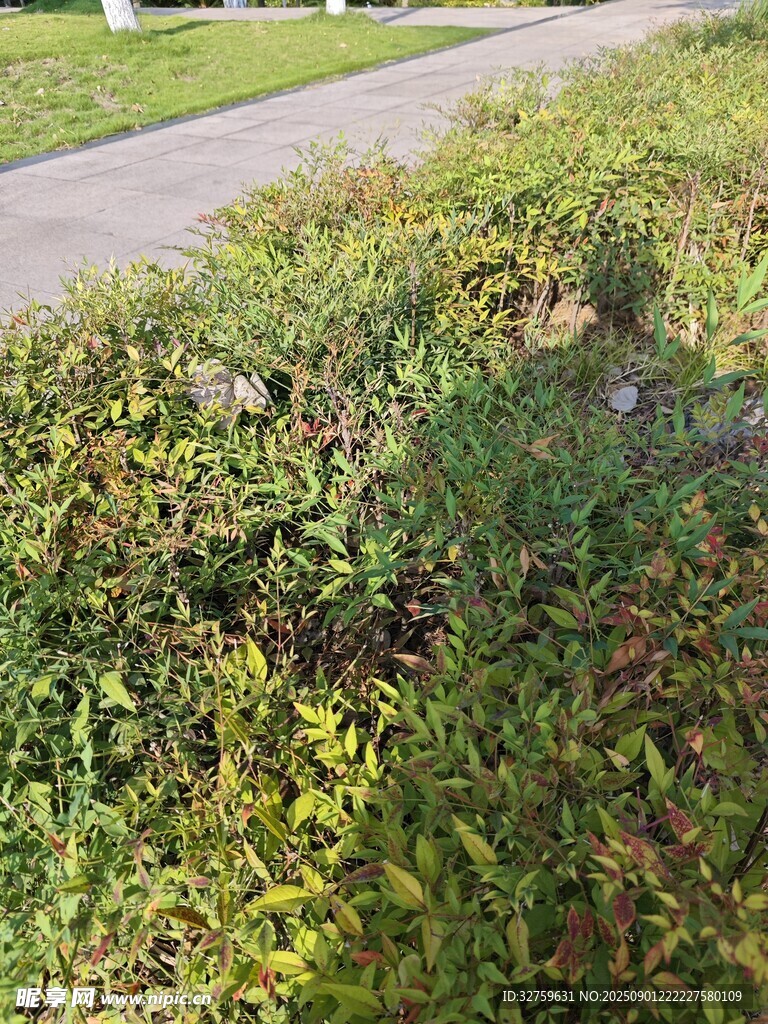 路边绿植景观