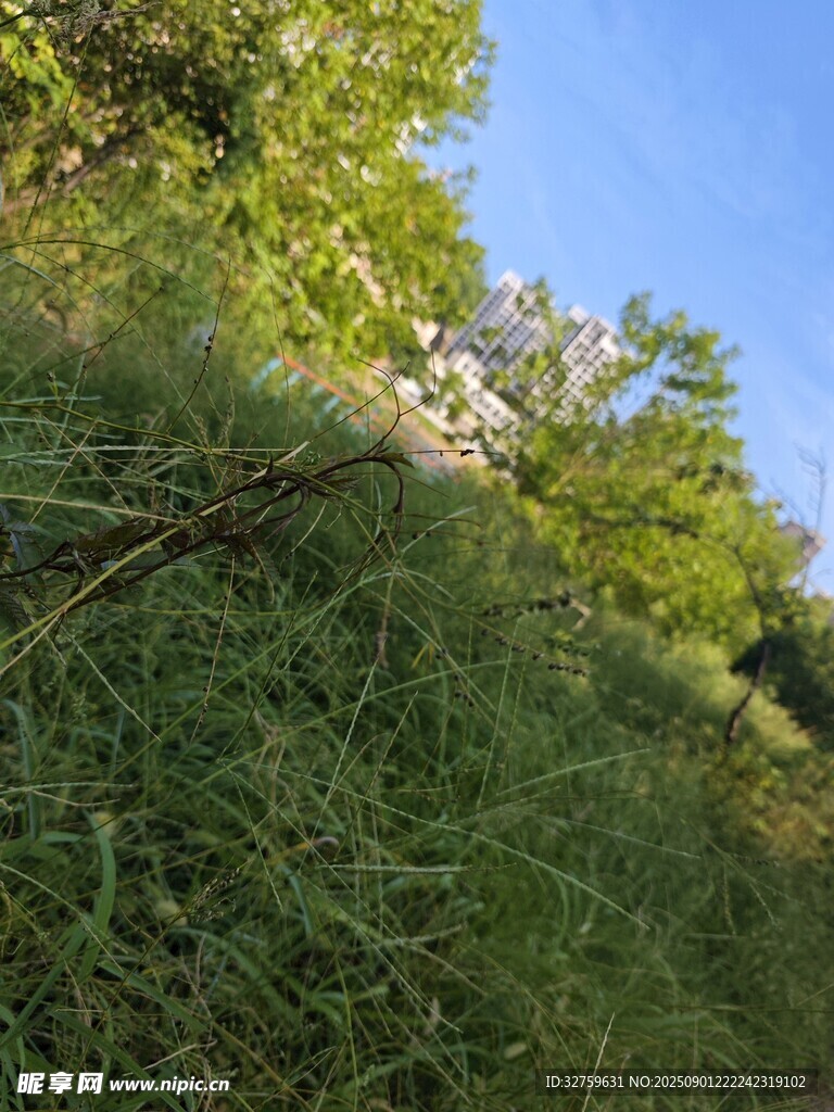 户外草地树木风景图