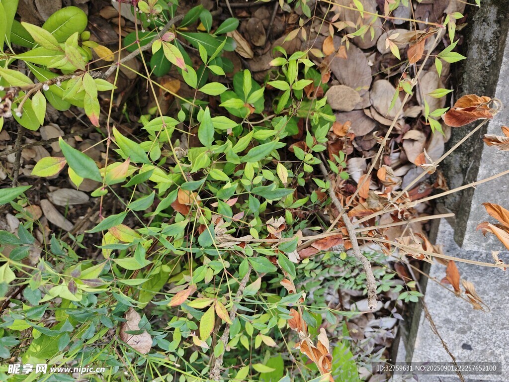 路边绿植景象