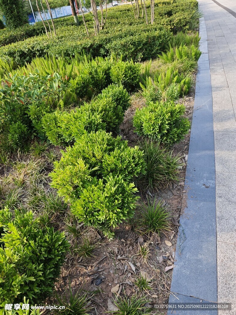 路边整齐的绿植景观