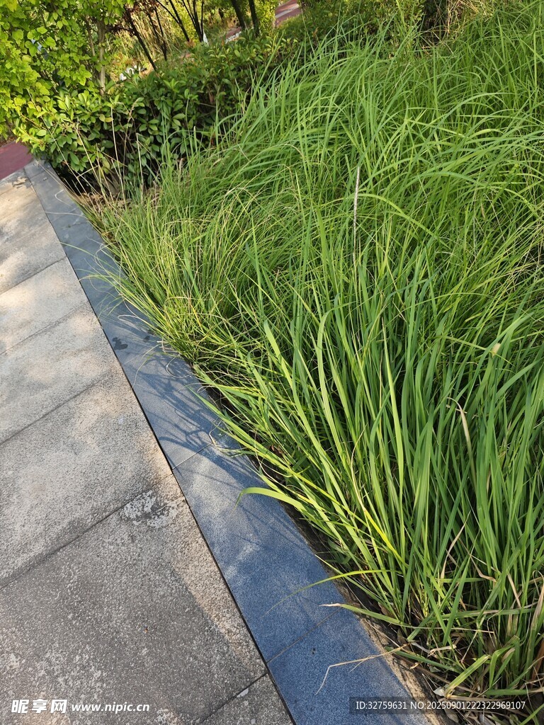 路边葱郁青草景观