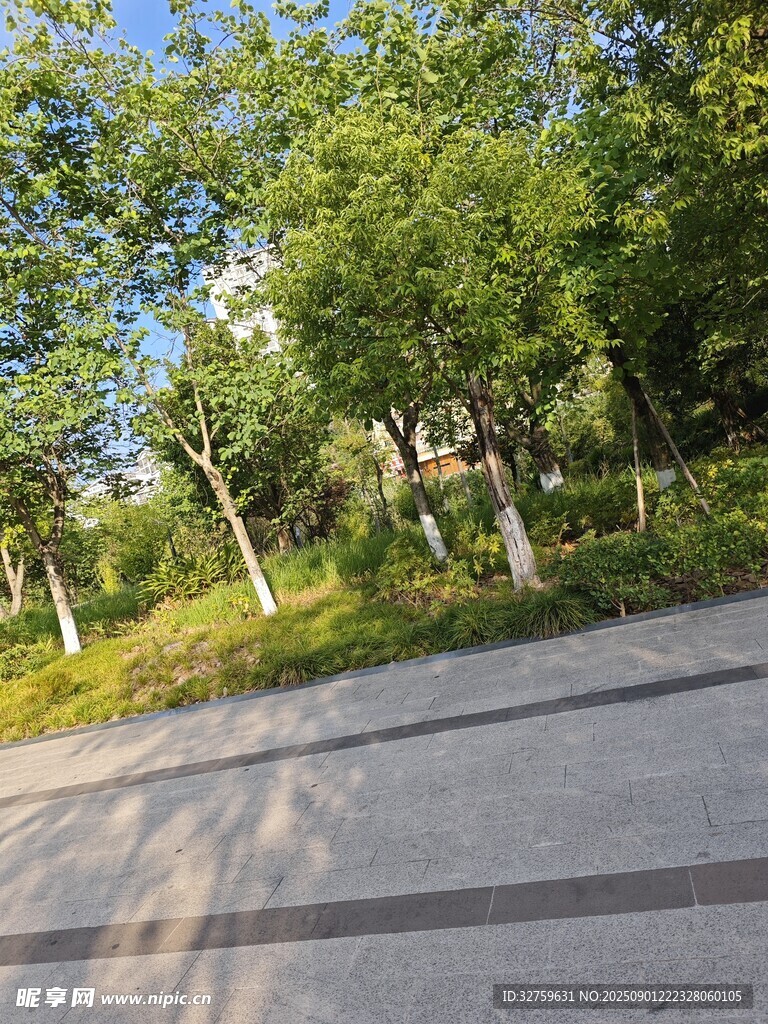 林间阳光铺洒的静谧道路
