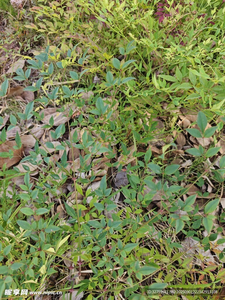 地面上的绿色植物景观