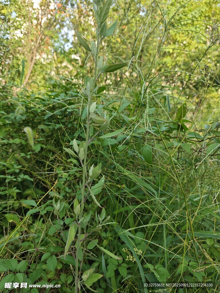 茂密绿植景观